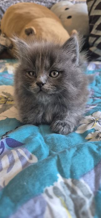 Милые пуштики ищут дом