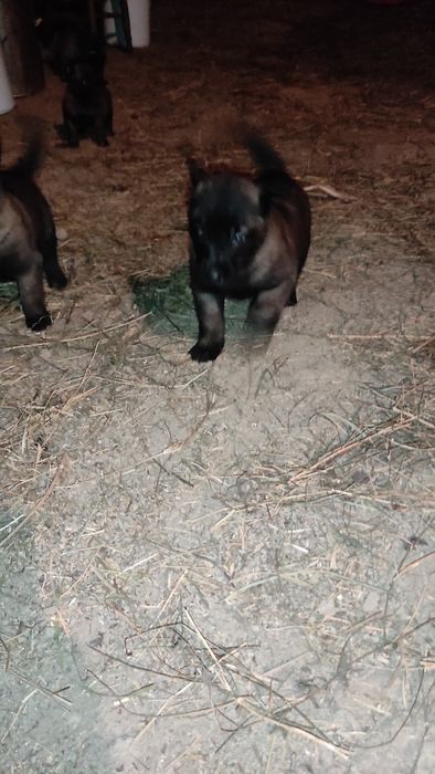 Donez pui Ciobanesc belgian malinois