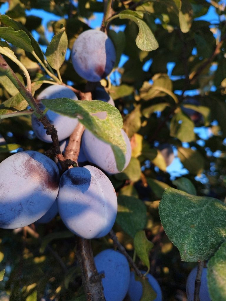 Prune de vara CENTENAR