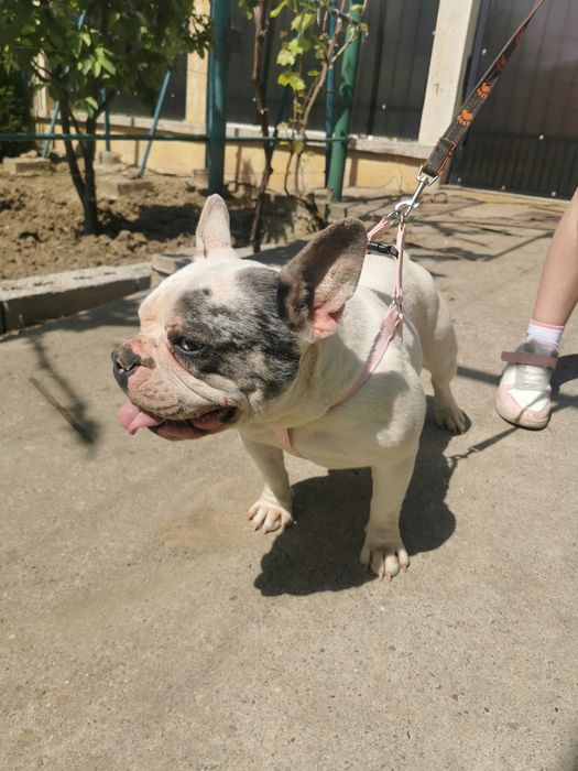 Buldog francez femela