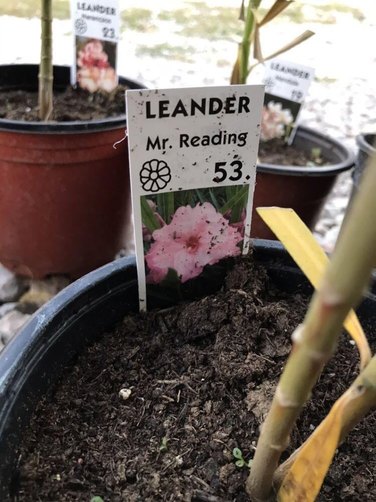 Leandru/Leandrii diverse soiuri rare Flori Plante galben mov alb rosu