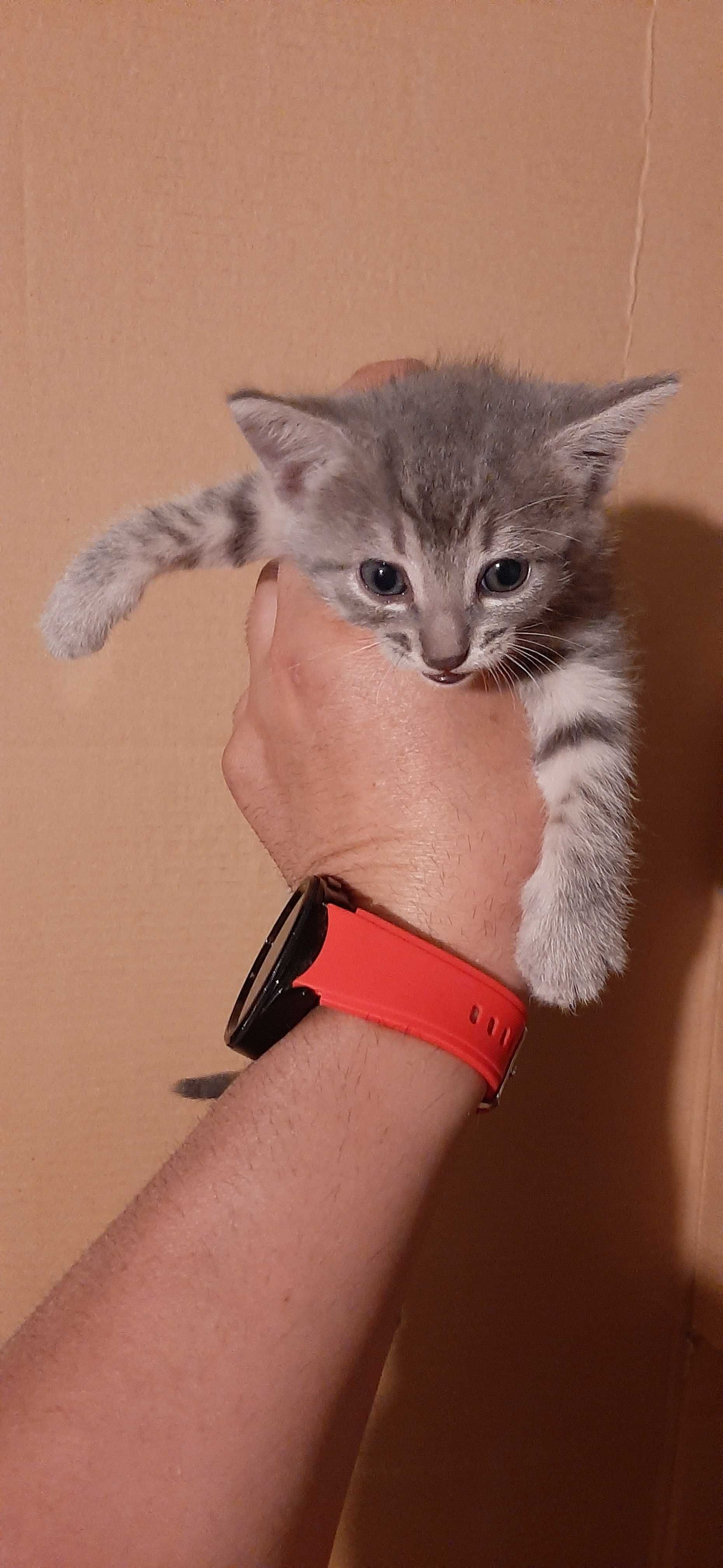 Подарявам малки котета  на 1 м