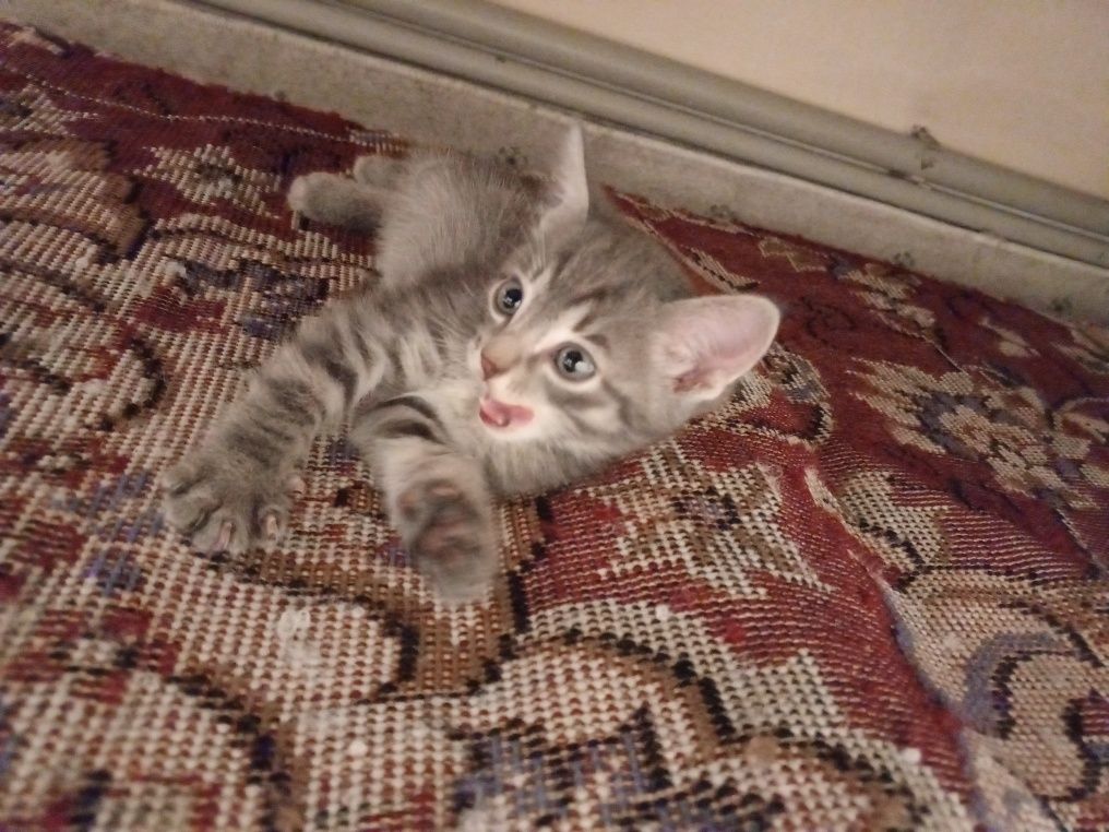 Котята 2 месяцев