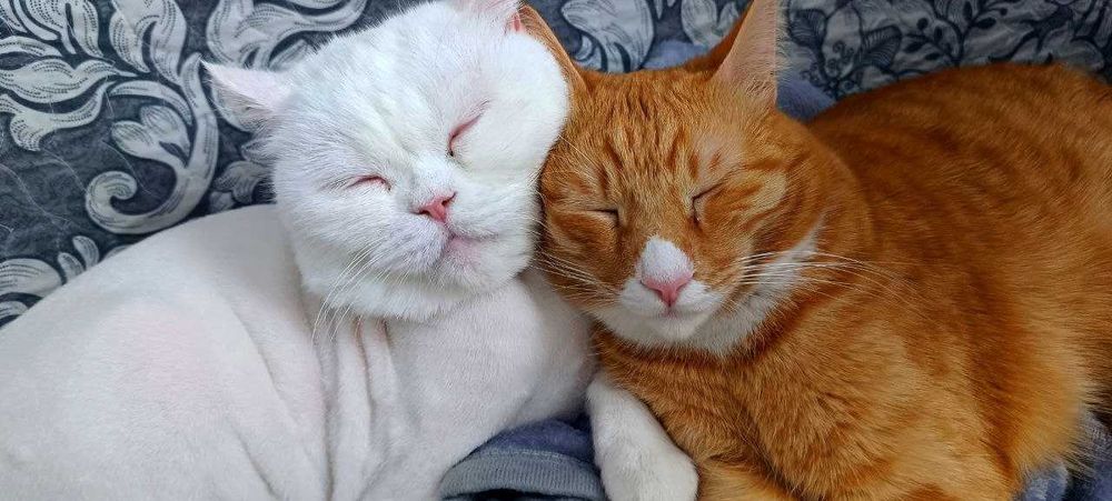 бесплатно в хорошие руки привитые кастрированные