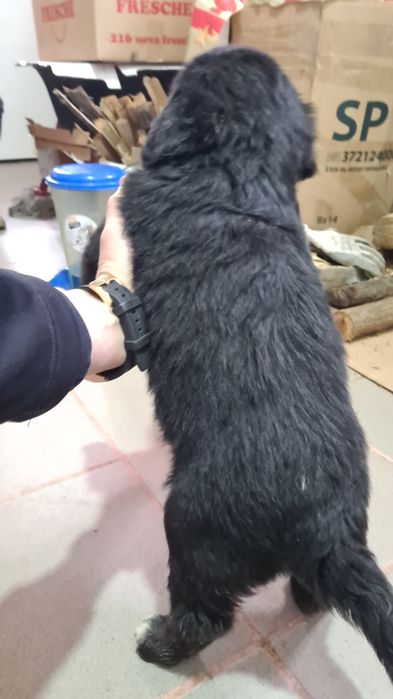 Donez trei cățelușe