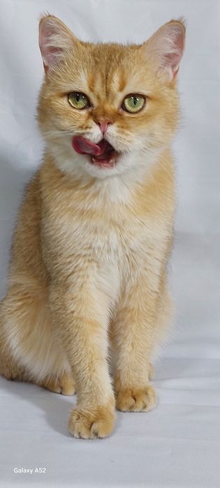 Продаётся  мальчик  очень  сладкий  и ласковый  породы  британский