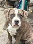American Bully Standard