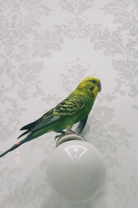 Үйшік және ыдыстары силыққа