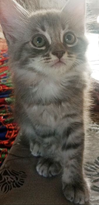 Сиам ва Шиншилла пародали мушук болалари сотилади. Арзон бераман