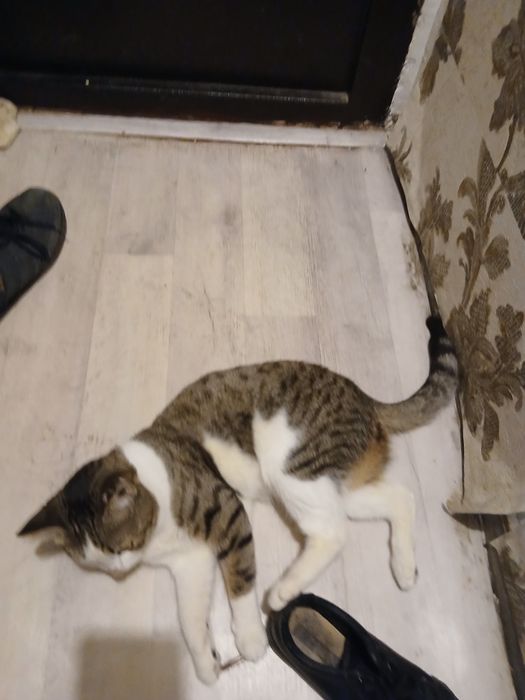 Отдам даром бесплатно