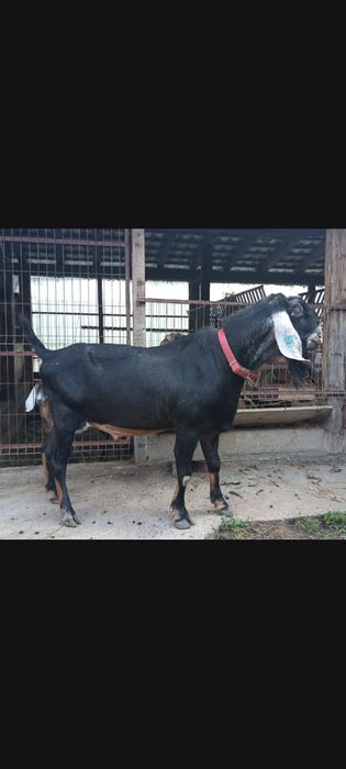 Tapi anglo nubieni cu pedegree