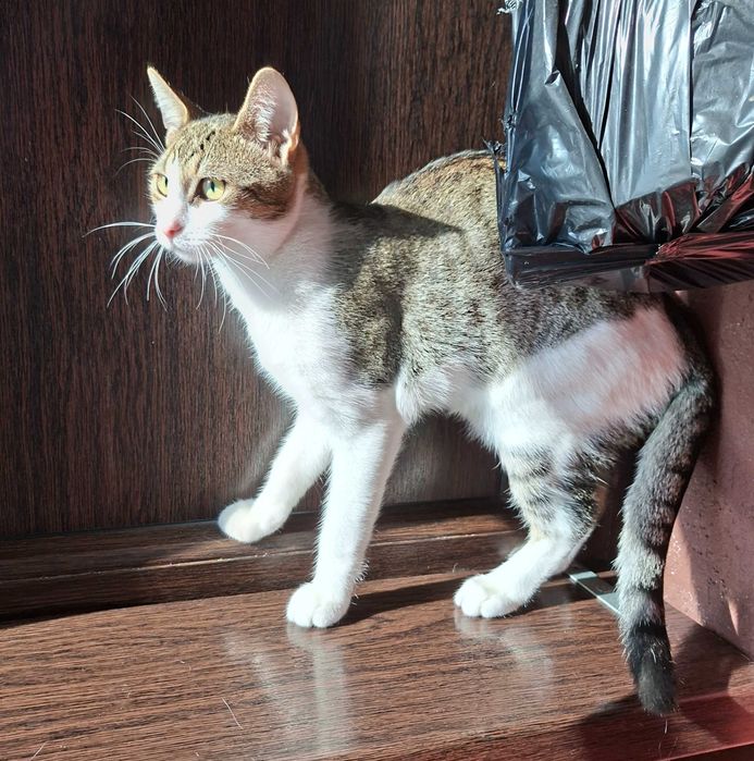 Adoptie pisica motan