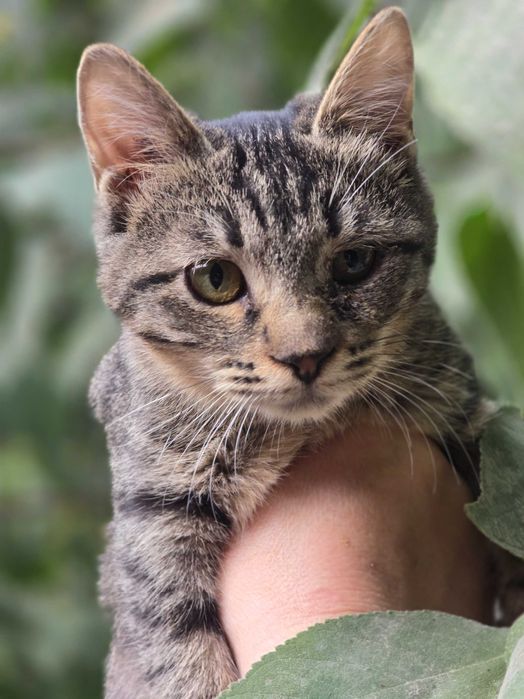 Малыш ищет семью!