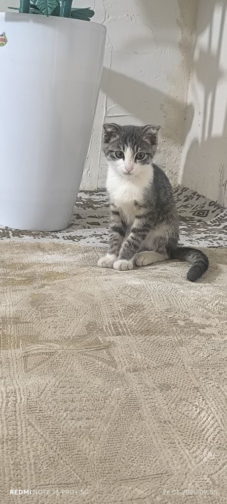 Скоттиш Фолд аклли угил бола мушукча