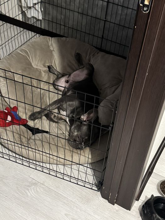 Французкий бульдог