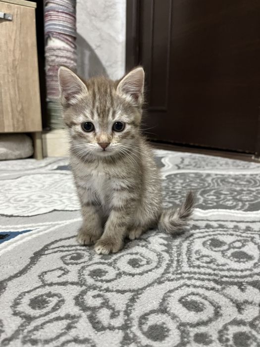 Асал киз мушукча сотилади