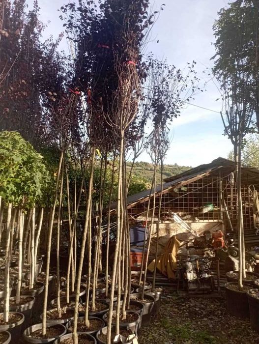 Plante din pepinieră proprie mesteacăn tei și platan