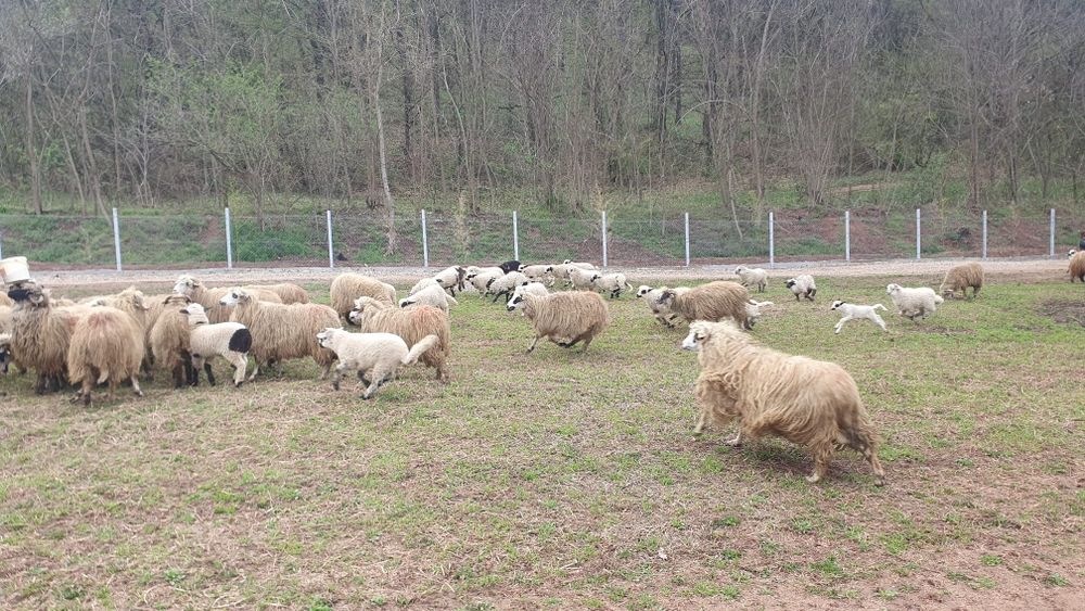 Vand oi oachese 30 bucati