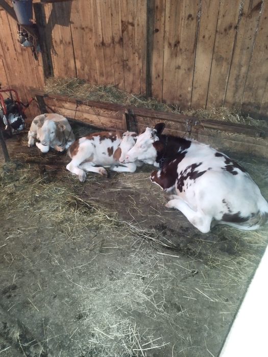 Vând sau schimb cu animale