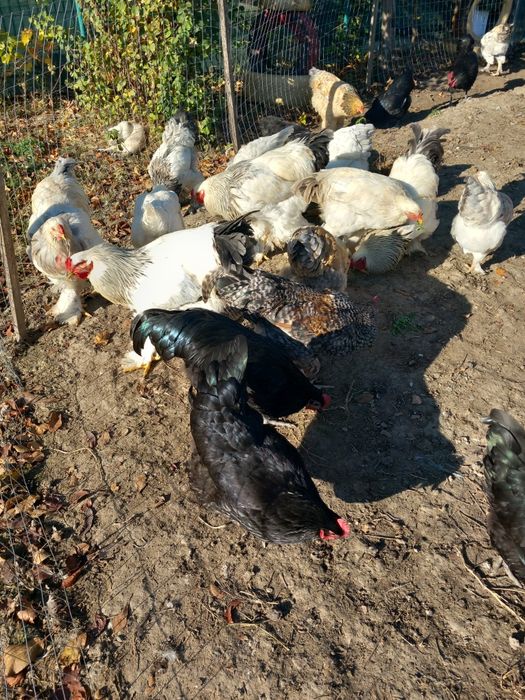 Vând cocoși brahma și austalorp!