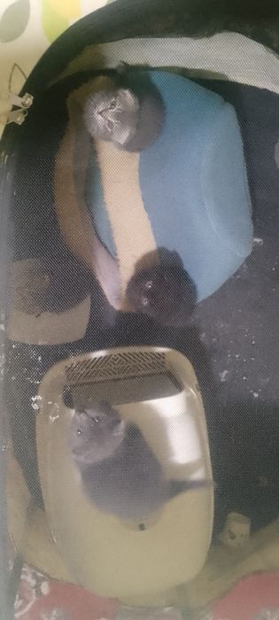 Zotdor  mushuklar bolasbor