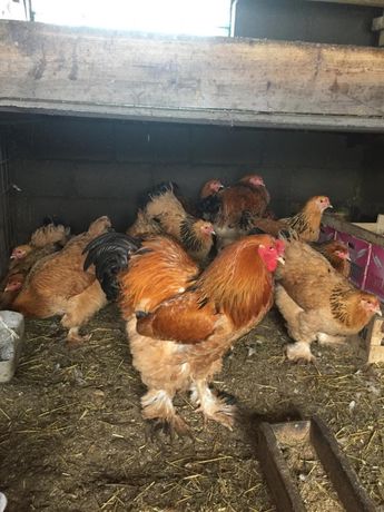 Яйца инкубационные и цыплята Брамы