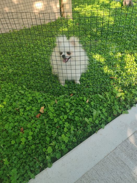 Померан търсят ново семейство