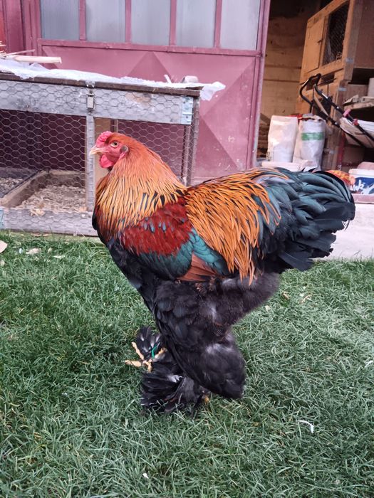 Vând doi cocosi brahma potarnichiu 2025