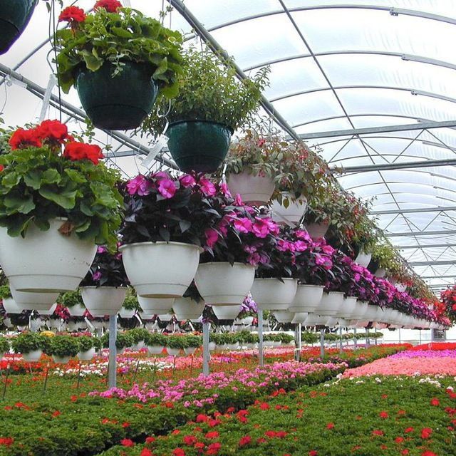 Landshaft oʻsimliklari