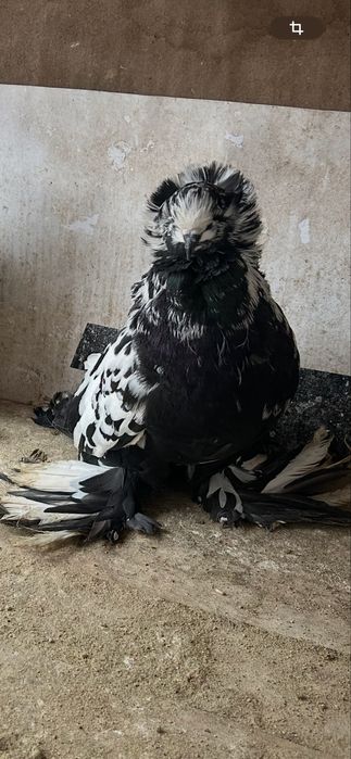 Vand uriasi maghiari