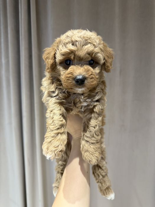 Продам супер мини МАЛЬТИПУ девочку