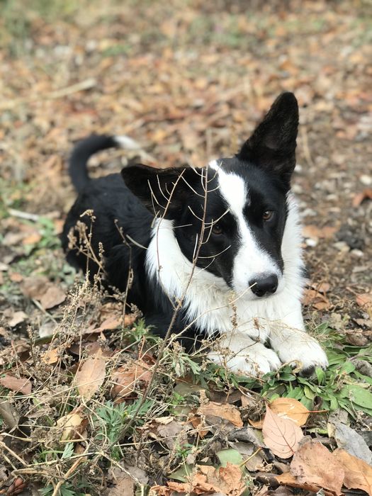 Щенок Корги Кардигана