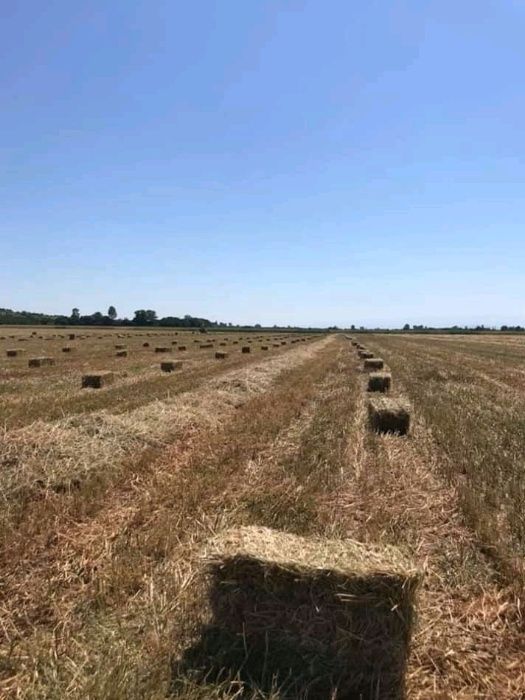 Бали слама. За декорации, украса, мулчиране