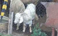 Ешки сатам семиз 35000 тенге козы продам
