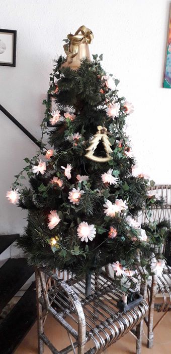 Елха височина 150см.