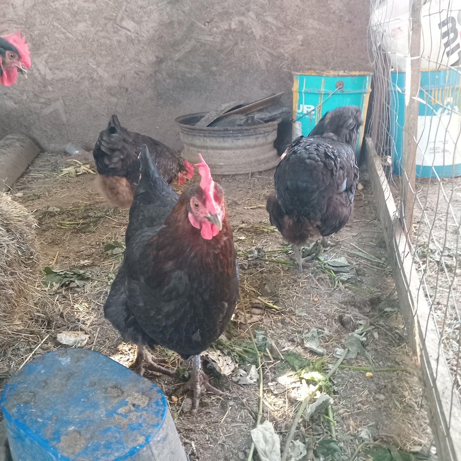 Gaini 70lei i bucata