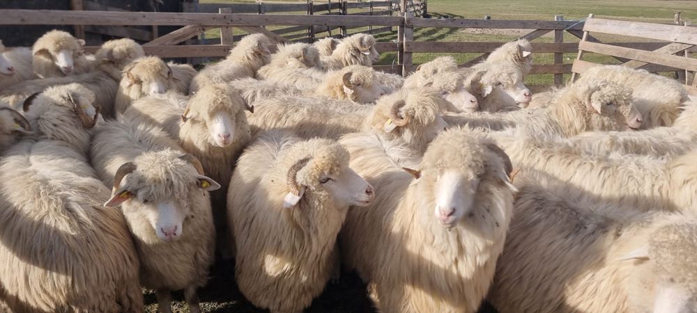 40 de oi bale tinere