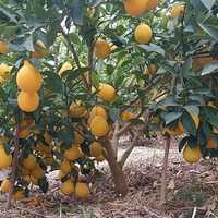 Лимон мандарин апельсин киви