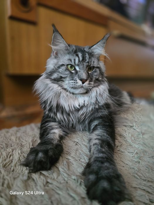 Чистокръвен Мейн кун