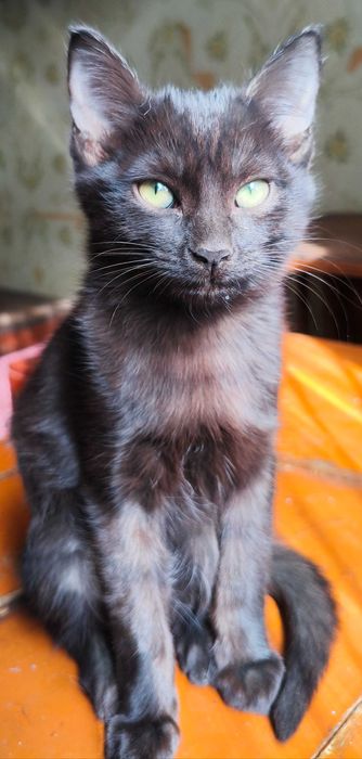 Отдам котёнка девочку