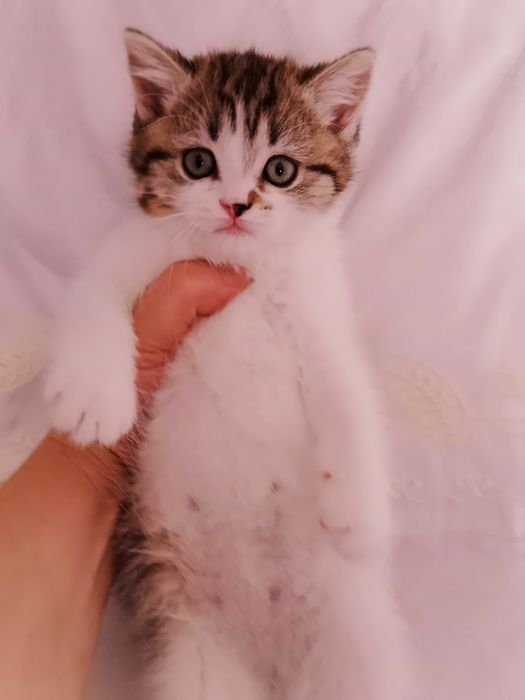 6 мес шотландские девочки