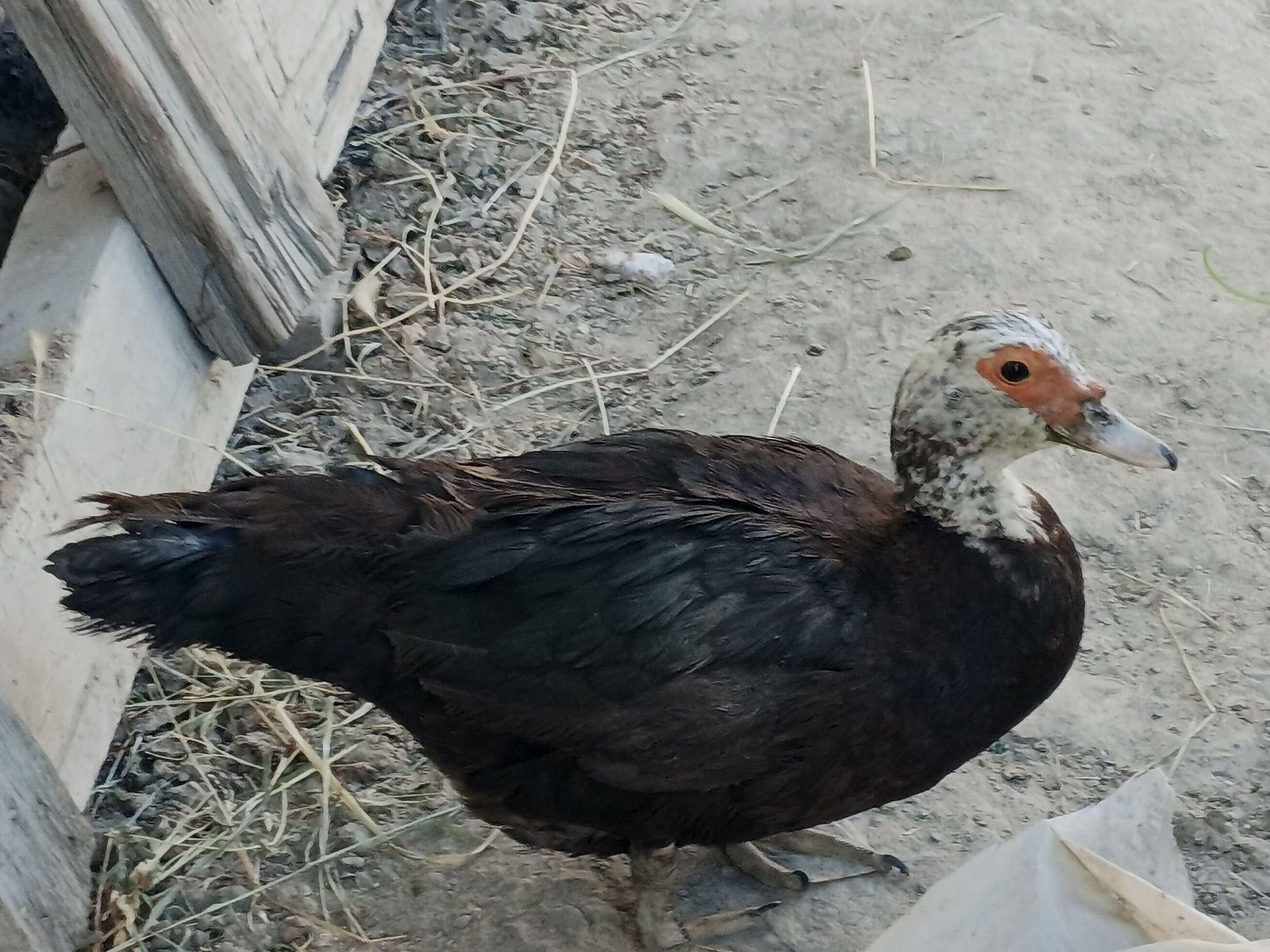 Oʻrdak  sotiladi