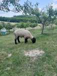 Vând sau schimb berbecuț suffolk de un an cu picioare groase