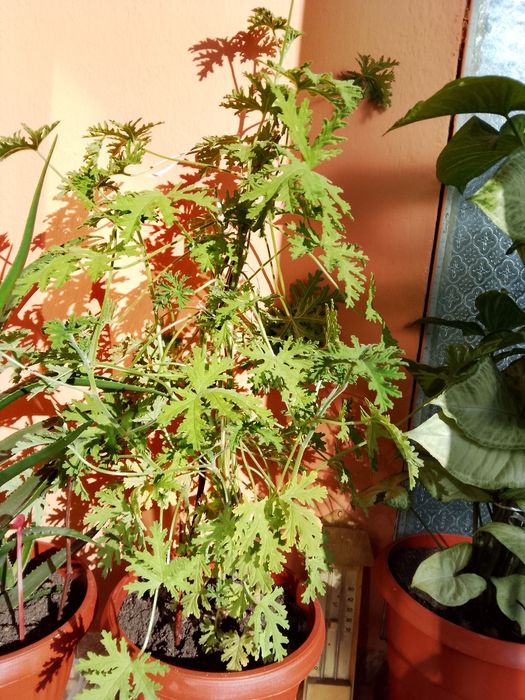 Цветя, зелени, неколкогодишни