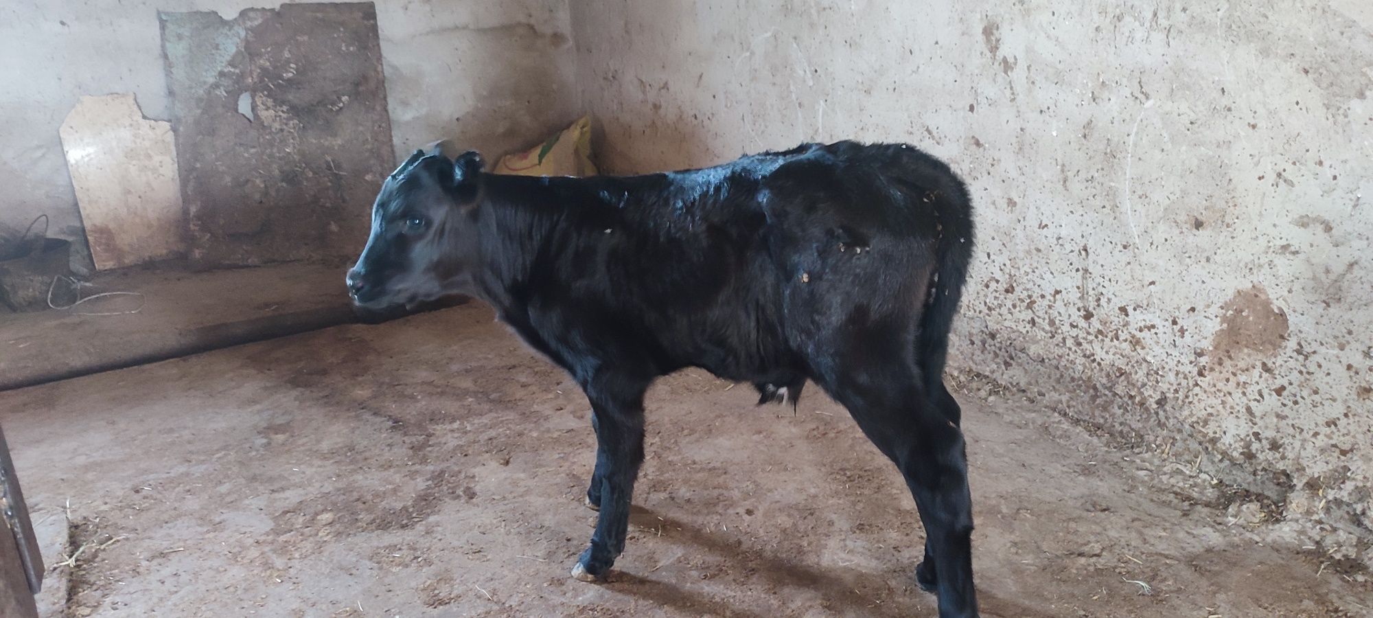 Chisti Angus buqacha sotiladi
