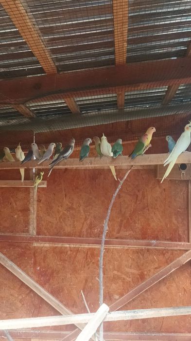 Papagali perusi , ninfe , agaponis , micul alexandar