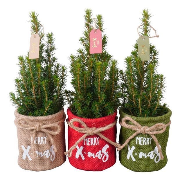 Ёлка  зелёная живая ель  голубая  к новому году в горшке