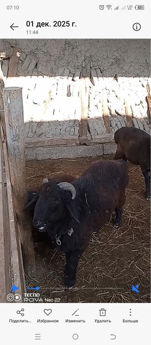 сотилади нархи 3300