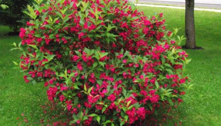 Вайгела (3 налични цвята)