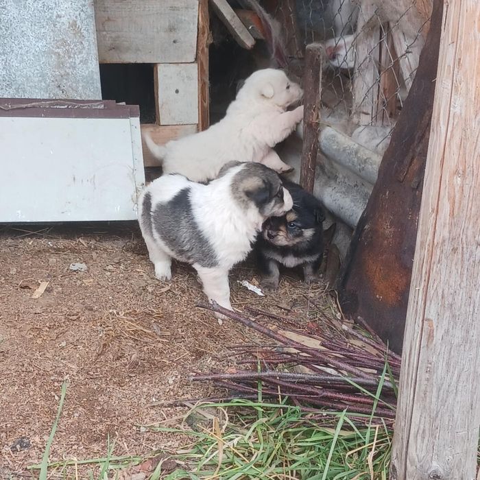 Câini drăguți pentru curte